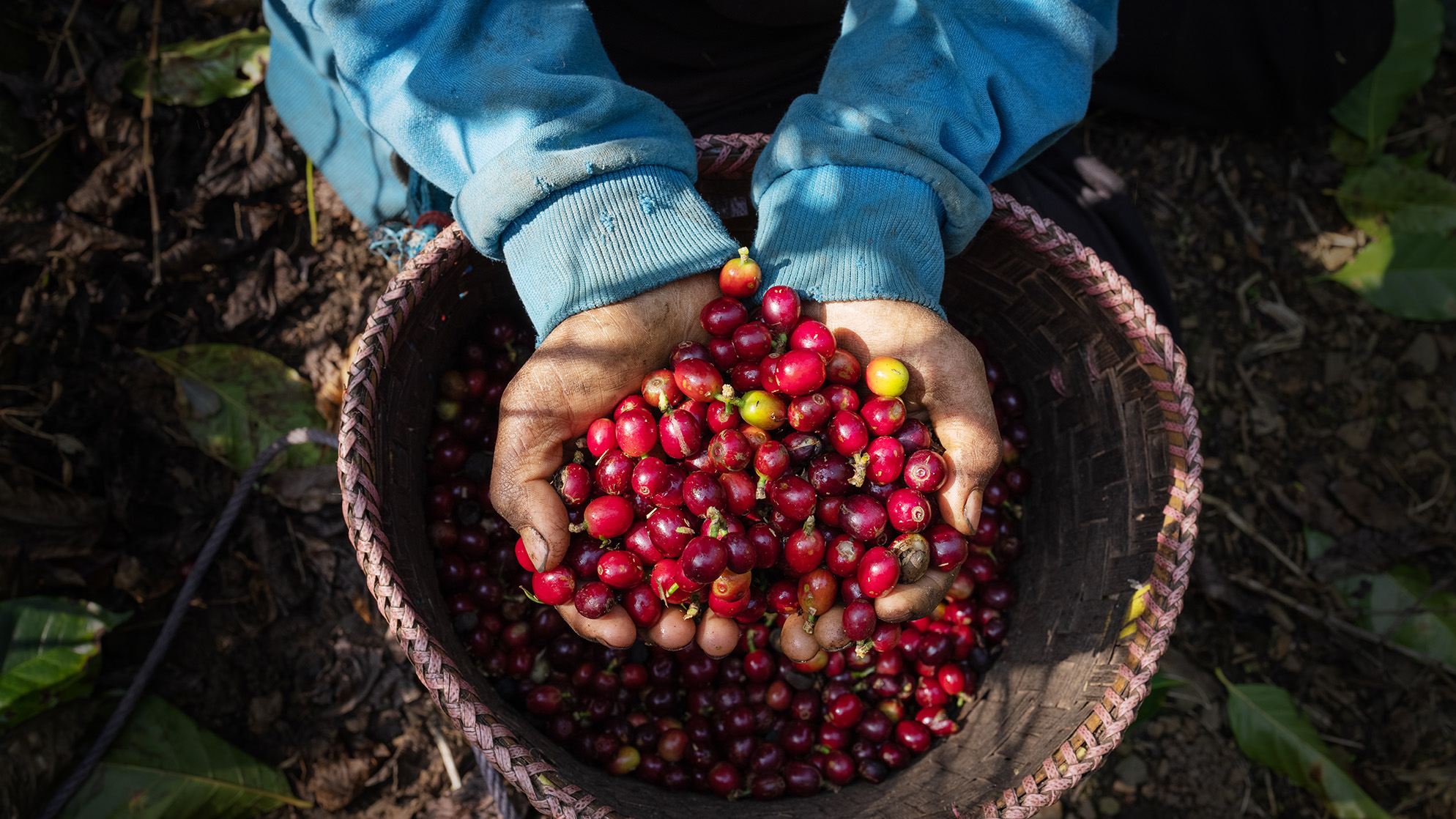 Coffee Cherries being Harvested