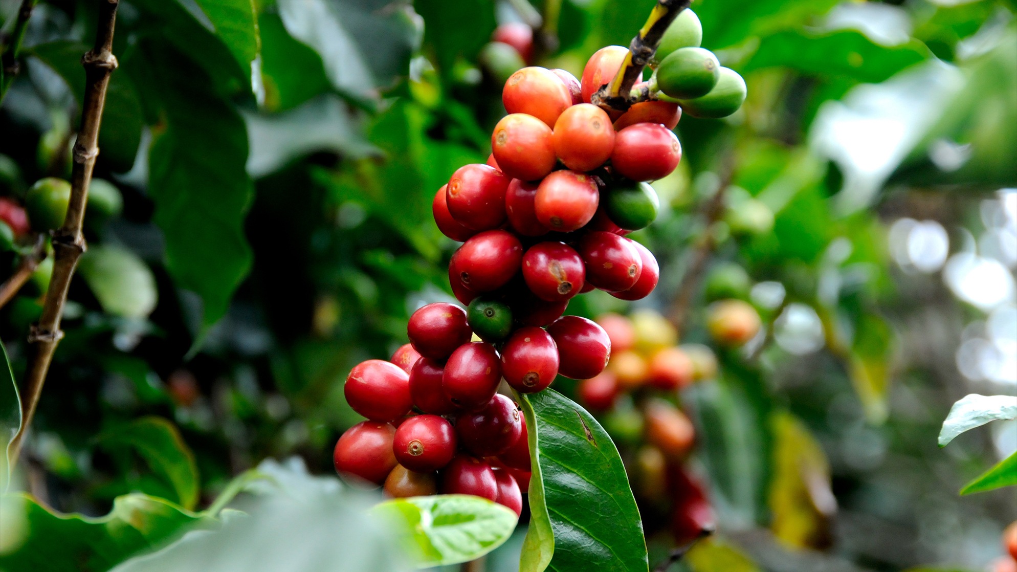 Coffee Cherries