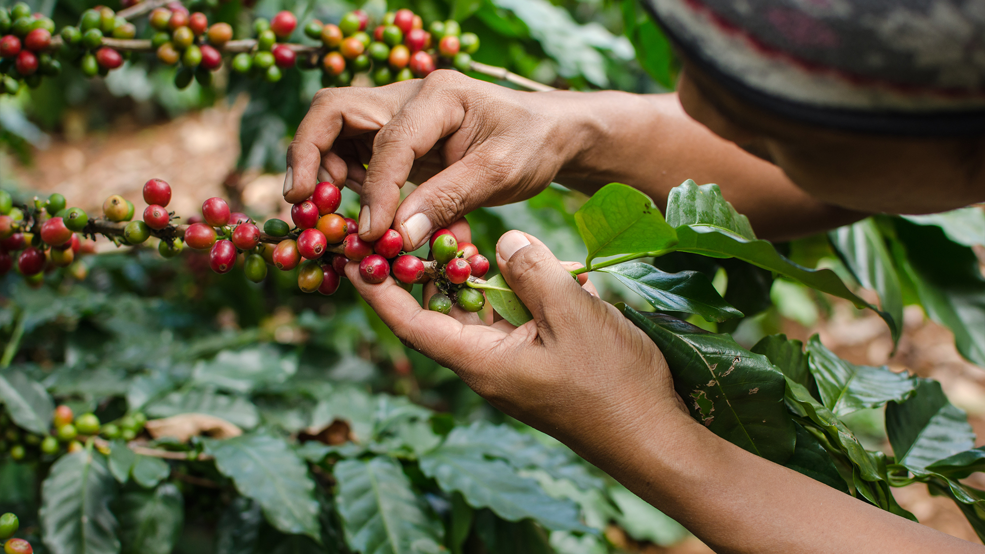 Coffee Cherries being picked by a woman