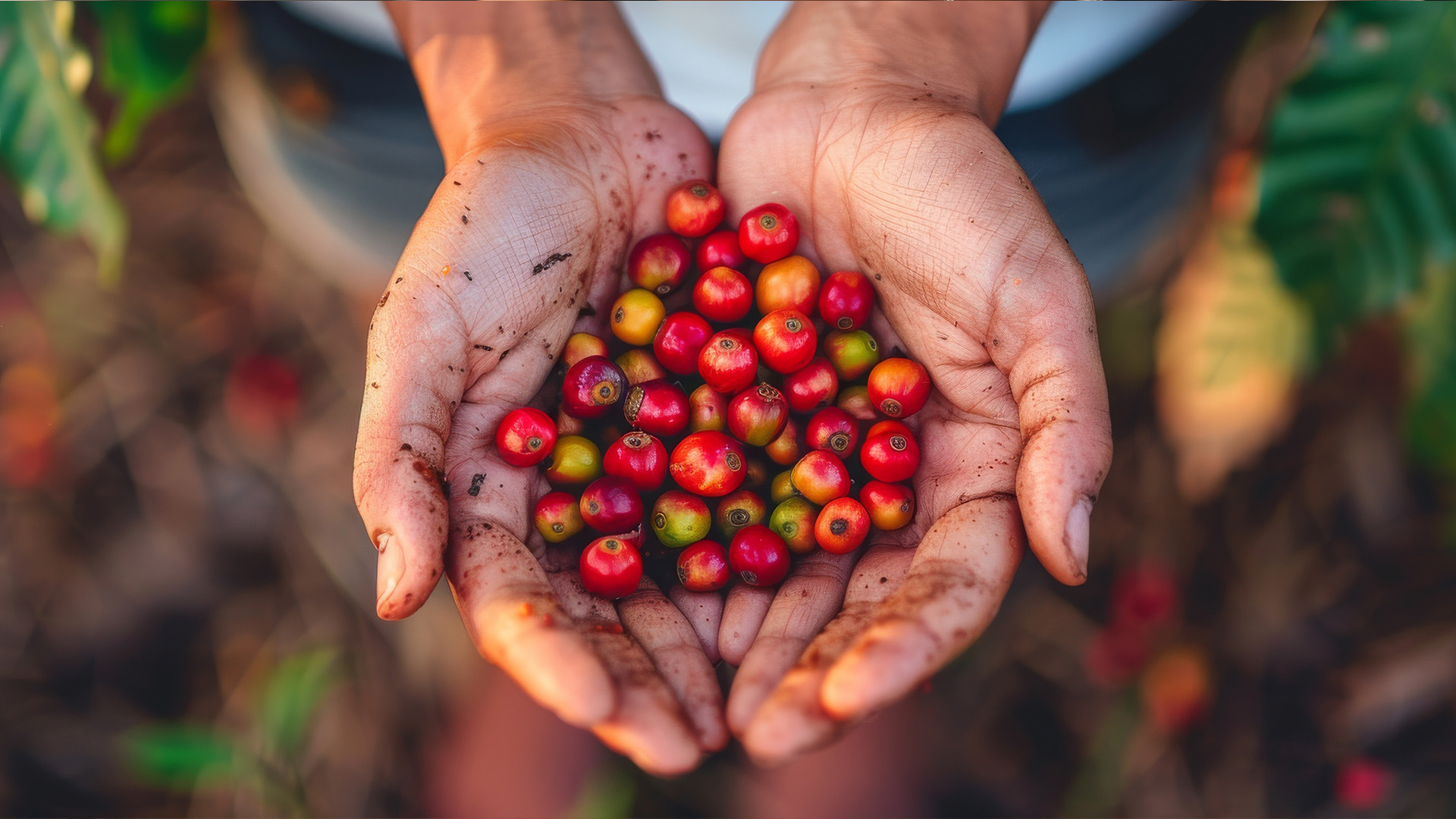 Coffee cherries before being processed